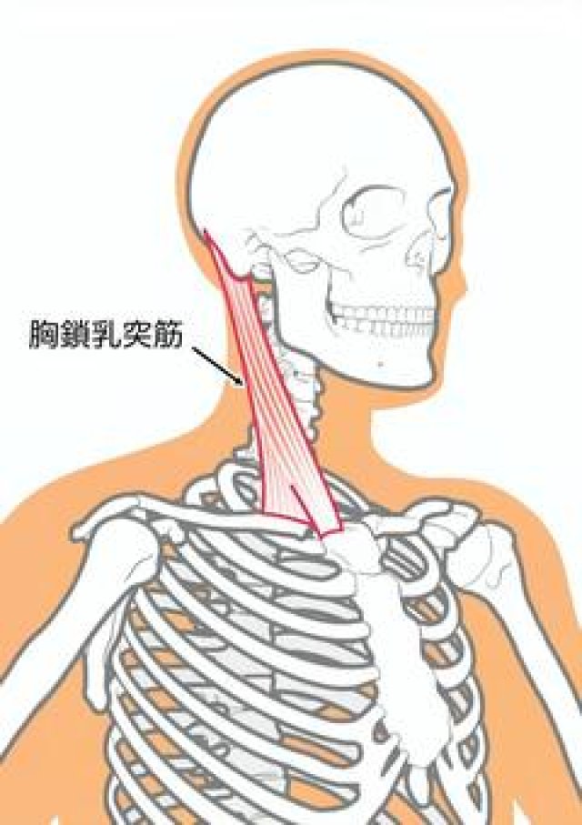 首の痛みを良くするには？｜札幌宮の森ストレッチジム